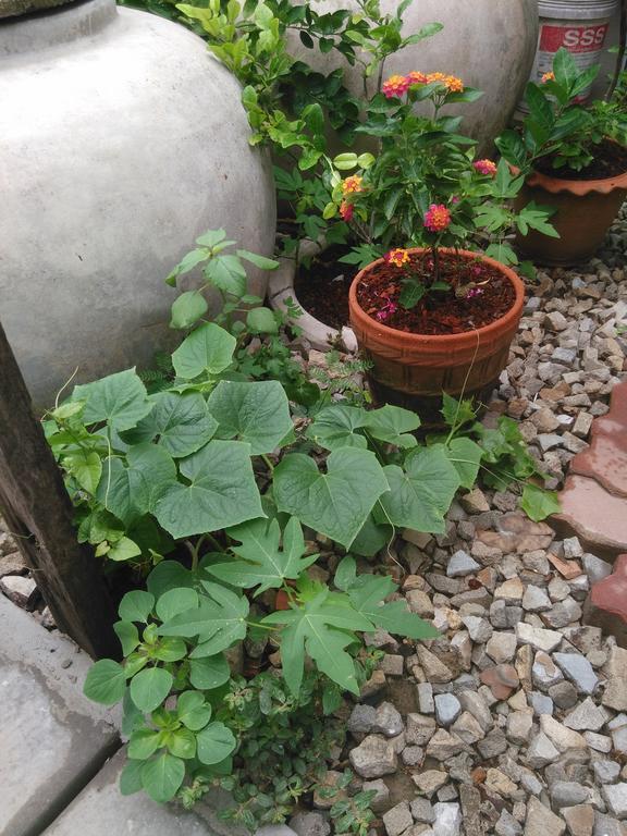 Patchaya Guesthouse Ампхава Екстер'єр фото